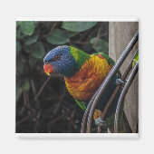 Aimant Perroquet (Devant)