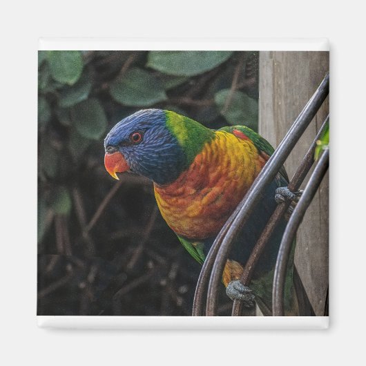 Aimant Perroquet (Devant)