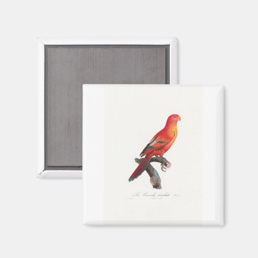 Aimant perroquet de macaw (Recto/Verso)