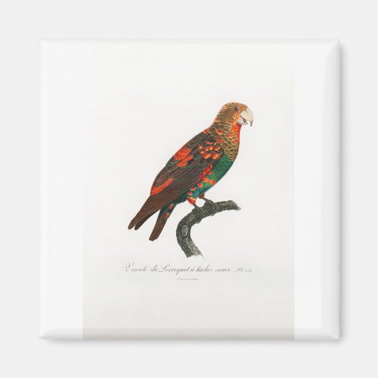 Aimant perroquet de macaw (Devant)