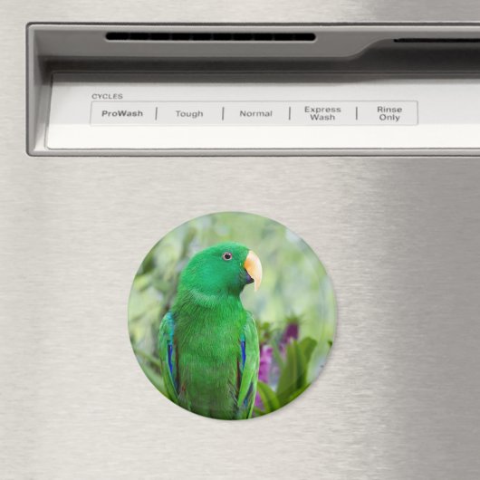 Aimant Perroquet Eclectus Mâle (In Situ (Lave-vaisselle))