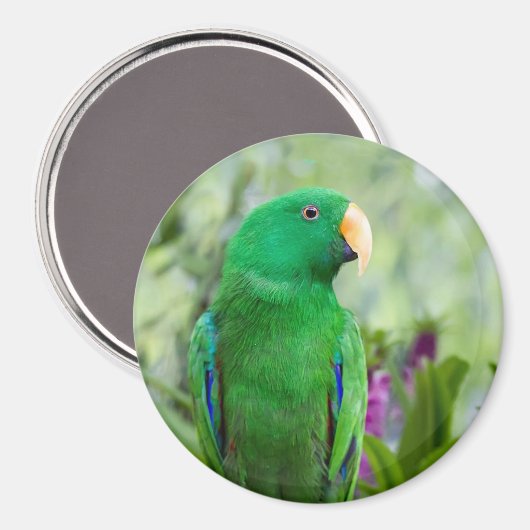 Aimant Perroquet Eclectus Mâle (Recto/Verso)