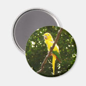 Aimant Perroquet jaune (Recto/Verso)