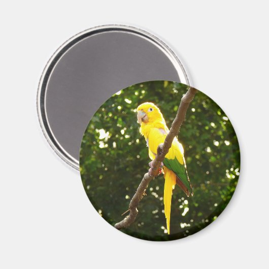Aimant Perroquet jaune (Recto/Verso)