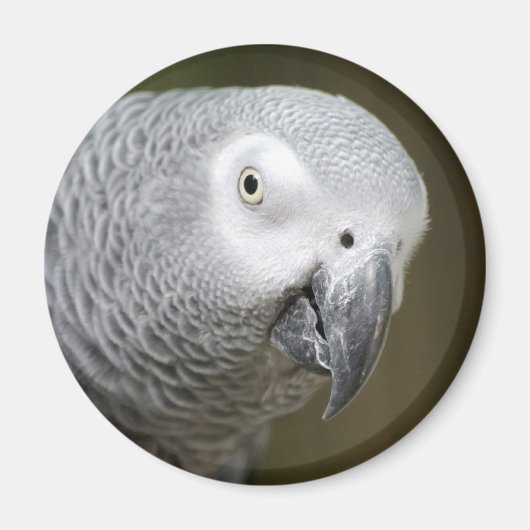 Aimant perroquet mignon (Devant)