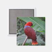 Aimant Perroquet rouge éclectique (Recto/Verso)