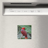 Aimant Perroquet rouge éclectique (In Situ (Lave-vaisselle))