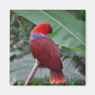 Aimant Perroquet rouge éclectique