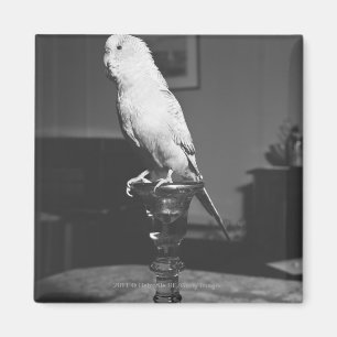 Aimant Perroquet se reposant sur le chandelier B&W