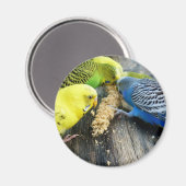 Aimant Perruche (Recto/Verso)