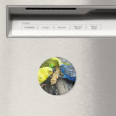 Aimant Perruche (In Situ (Lave-vaisselle))