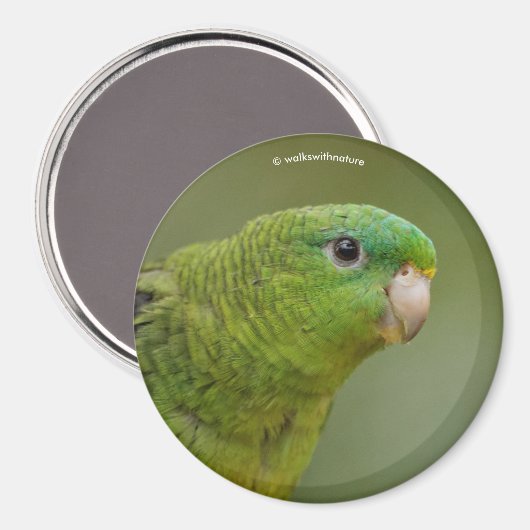 Aimant Perruche Linéaire (Recto/Verso)