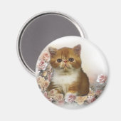 Aimant Perse de Tortoiseshell (Recto/Verso)