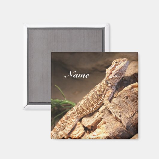 Aimant Personalized Baby Bearded Dragon Lizard (Recto/Verso)