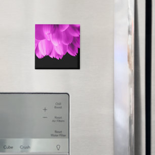 Aimant Pétales de fleurs rose vif sur fond noir