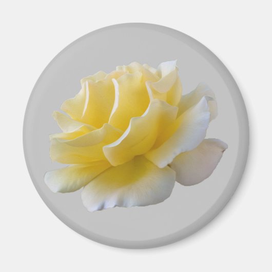 Aimant Pétales de rose jaune (Devant)