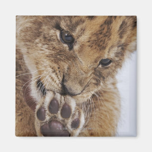 Aimant Petit animal de lion (Panthera Lion) léchant la
