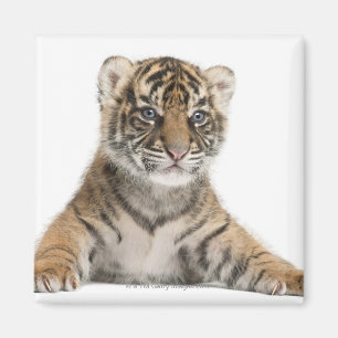 Aimant Petit animal de tigre de Sumatran
