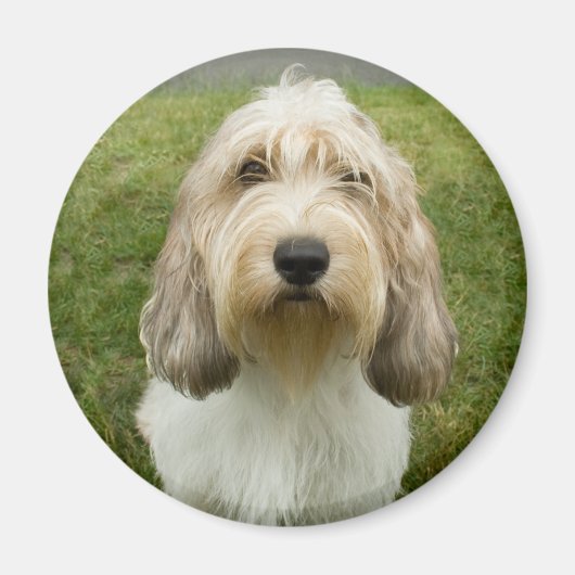 Aimant Petit Basette Griffon Vendeen (Devant)