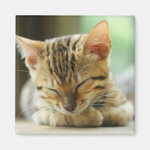 Aimant Petit bébé de sommeil Kitty
