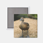 Aimant Petit canard curieux (Recto/Verso)