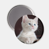 Aimant Petit chaton blanc (Recto/Verso)