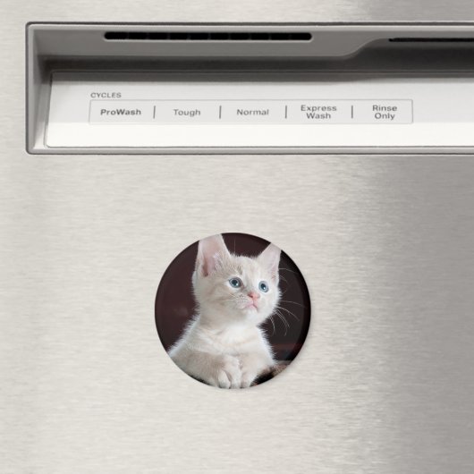 Aimant Petit chaton blanc (In Situ (Lave-vaisselle))
