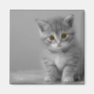 Aimant Petit chaton doux