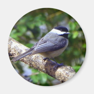 Aimant Petit Chickadee