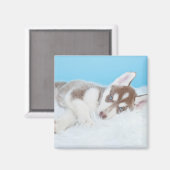 Aimant Petit Chiot Husky allongé sur une couverture (Recto/Verso)