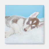 Aimant Petit Chiot Husky allongé sur une couverture (Devant)