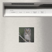 Aimant Petit-duc de l'Est, Megascops asio, Otus 2 (In Situ (Lave-vaisselle))