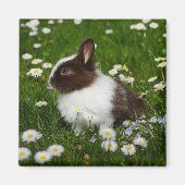 Aimant Petit lapin Brown et blanc en fleurs (Devant)