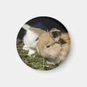 Aimant Petit lapin moelleux (Devant)