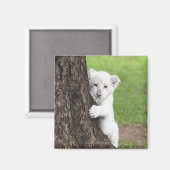 Aimant Petit lion blanc caché derrière un arbre. (Recto/Verso)