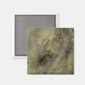 Aimant Petit loup gris (Canis lupus) seul, caché dans (Recto/Verso)