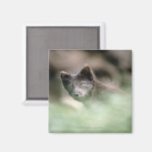 Aimant Petit loup noir (Recto/Verso)