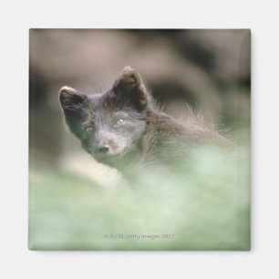 Aimant Petit loup noir