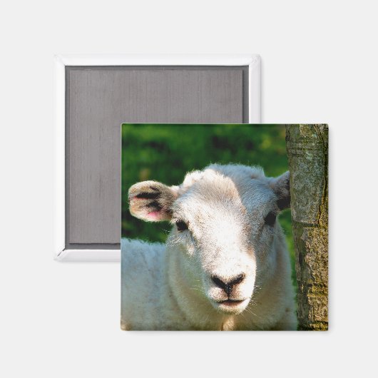 AIMANT PETIT MOQUETTE (Recto/Verso)