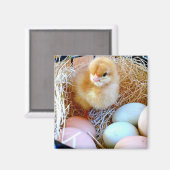 Aimant Petit poussin dans le panier d'oeufs. Panier de Pâ (Recto/Verso)