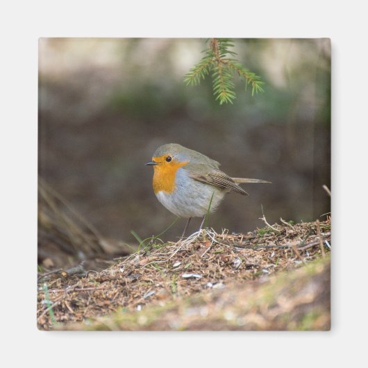 Aimant Petit robin doux (Devant)