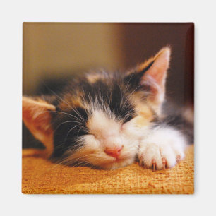 Aimant Petit sommeil de Kitty