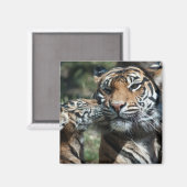 Aimant Petit tigre (Recto/Verso)