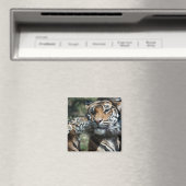 Aimant Petit tigre (In Situ (Lave-vaisselle))