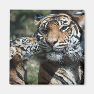 Aimant Petit tigre
