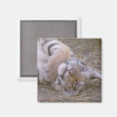 Aimant Petit tigre (Recto/Verso)