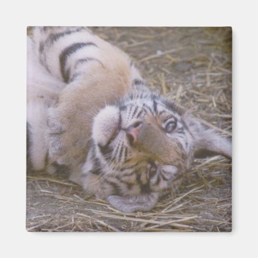 Aimant Petit tigre (Devant)