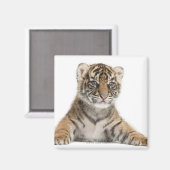 Aimant Petit tigre de Sumatran (Recto/Verso)