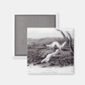 Aimant Petit Weasel (Recto/Verso)