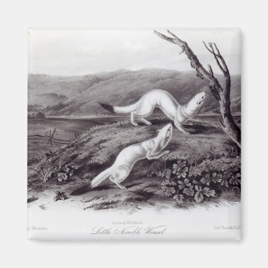 Aimant Petit Weasel (Devant)